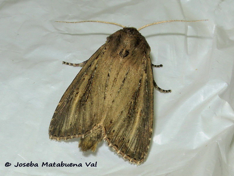 Nonagria typhae - Noctuidae